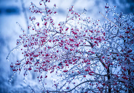 hips frozen ice with iciclesの写真素材
