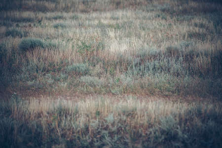 motley grassの写真素材