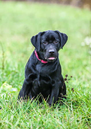 labrador retriever on natureの写真素材