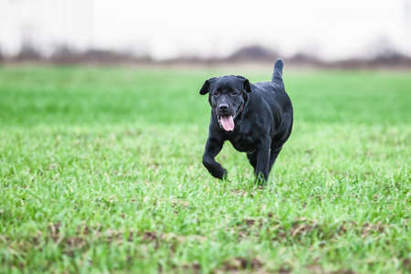 labrador retriever on natureの写真素材