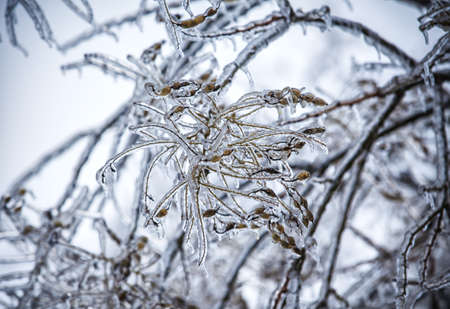 frosty tree branch in winterの写真素材