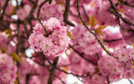 Sakura branch with pink flowers