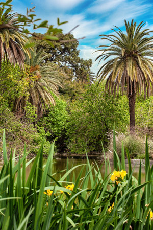 landscape of a lake, palm trees, exotic shrubsの写真素材