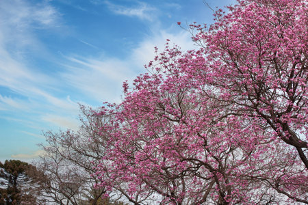 cherry blossom tree under clear blue sky photo
