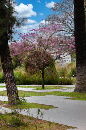 cherry blossom tree in the park