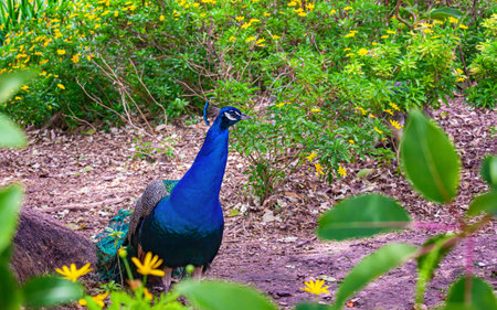 peacock in the eco park close up Portraitの写真素材