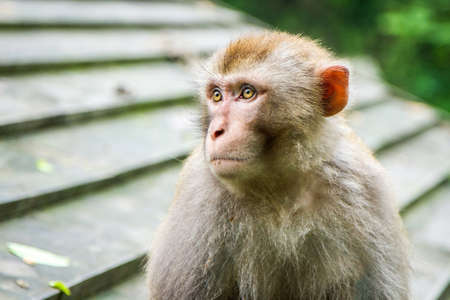 China, Hubei Province, the monastery Wudang, wild monkeyの写真素材