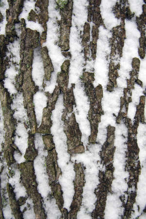 Snow on a tree barkの写真素材