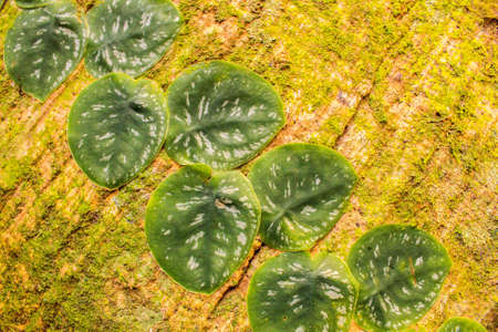 Ficus creeper in Costa Rica