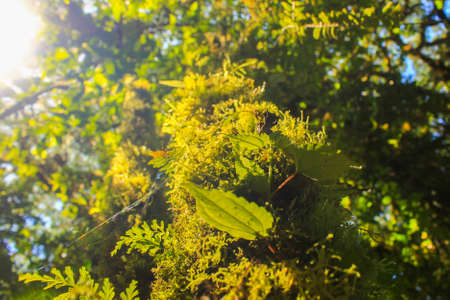 Life in the trunks, Costa Rican jungle