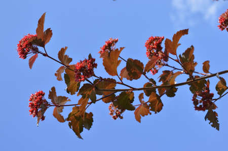 Flowering branch on blue sky background