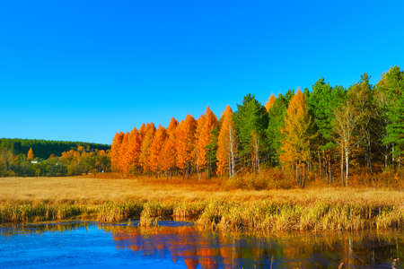 Wood,  river  nature in the Far East の写真素材