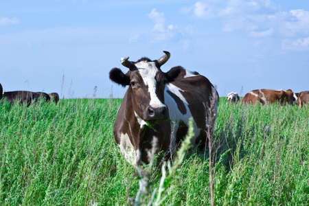 the cow on a green meadow eats a grassの写真素材