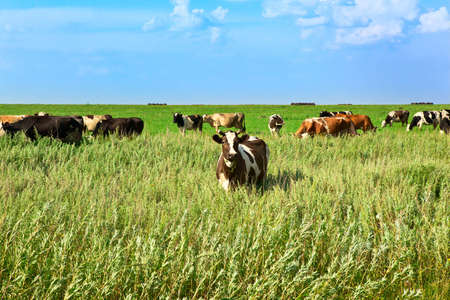 the cow on a green meadow eats a grassの写真素材