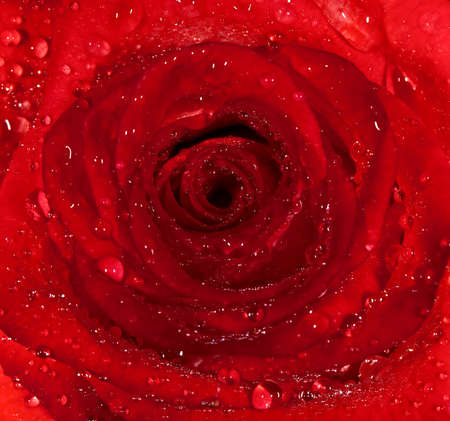 background from a red damp rose with water droplets  Macroの写真素材