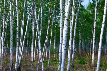 background trees wood birch green groveの写真素材
