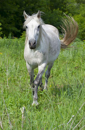 horse on a green meadow in the woodの写真素材