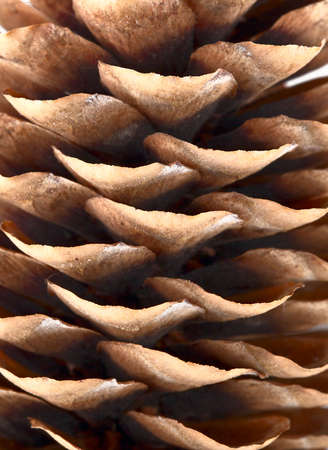the cone close up for a background and ornamentsの写真素材