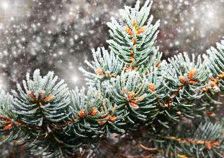 fir-tree branch in snow for new year
