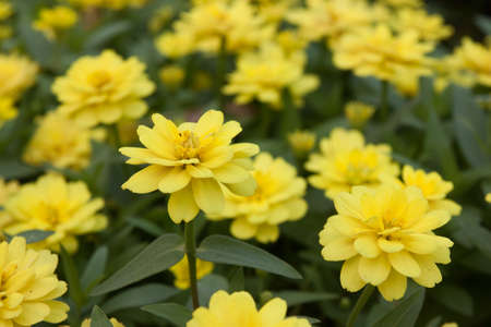 beutiful yellow flower field backgroundの写真素材