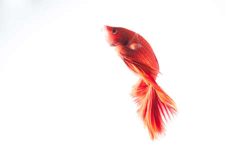 red betta fish on white background isolatedの写真素材