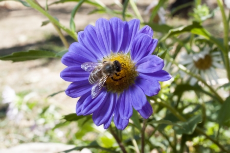 Little Bee on a Purple Flowerの写真素材