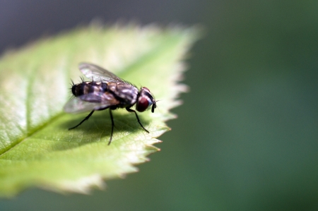 Fly on Leaf on Green Backgroundの写真素材