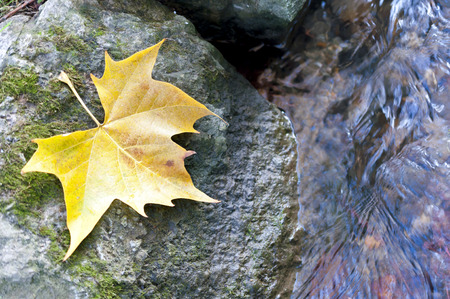 Yellow leaf lying on a rock in the water