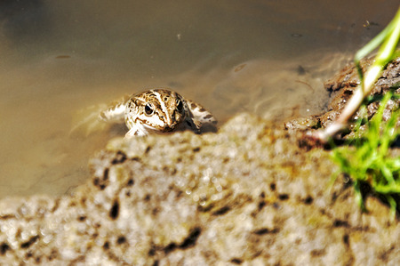 Little brown frog in the water