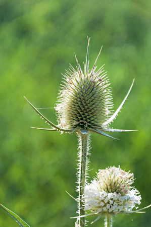 Wild burdock on green background close-upの写真素材