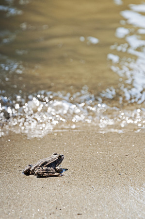 Little brown frog on the sand is looking the waterの写真素材