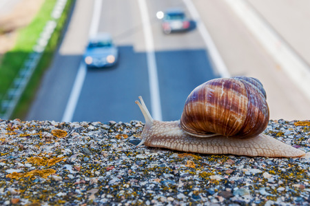 Snail above the two cars in the backgroundの写真素材