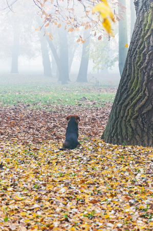 A lonely dog ââsits in a foggy forestの写真素材