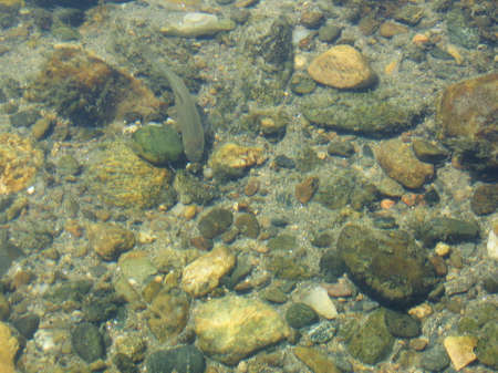 fish in clean water