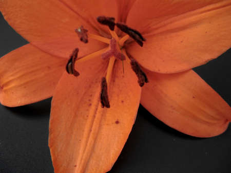 Orange Flower - in Black Background - Close Up Detailsの写真素材