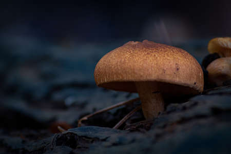 Macro photo of wild forest mushrooms