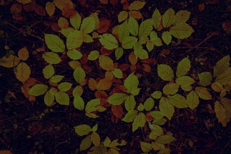 Leaves changing in autumn