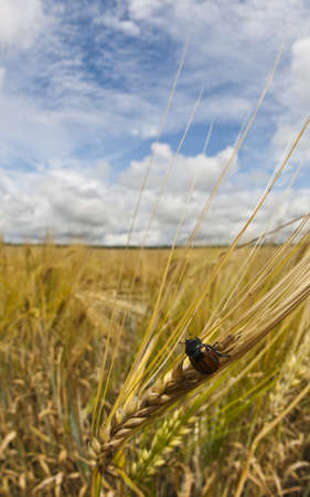 Landscape, a beetle crawling on the grassの写真素材