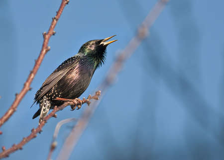 A bird is sitting on the branch  Beak is open の写真素材