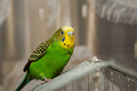 Wavy parrot sits on a cage.