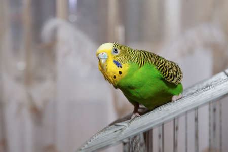 Wavy parrot sits on a cage.の写真素材