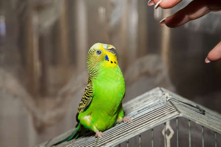 Wavy parrot sits on a cage. Afraid.