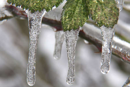 Leaves covered with ice