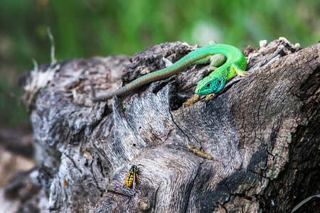 Lacerta viridis. Green lizard hunting on a wasp.