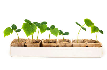 A row of small cucumber's sprouts in plastic boxの写真素材