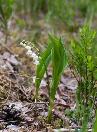 lilies of the valley in springの写真素材