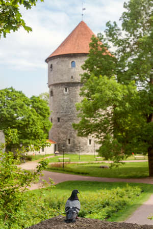 Tallinn, Estonia. Medieval tower Kiek in de Kok and pigeon in the park on the hill Toompeaのeditorial素材