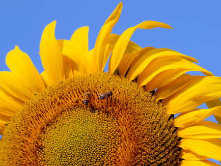 two bees on a sunflowerの写真素材