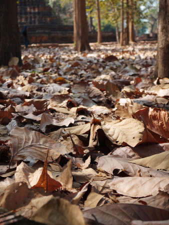 Dry Leavesの写真素材