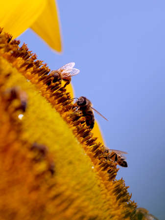 Bees on sunflowerの写真素材